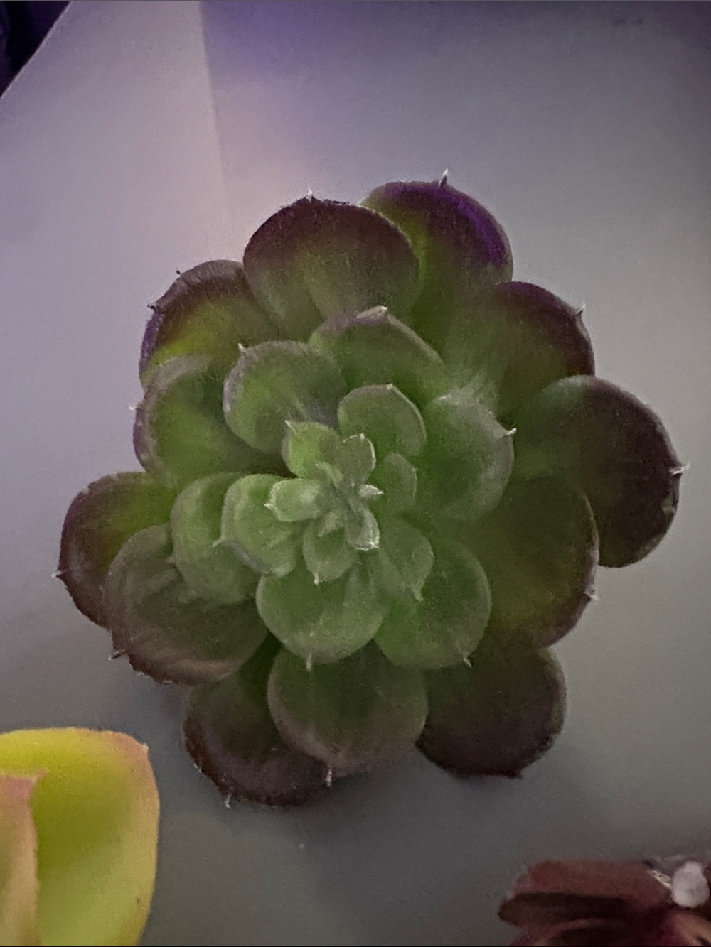 Artificial Succulent Trio - Green, Lime & Burgundy Home Accent clip - Picture 4 of 6